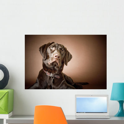Chocolate Labrador Retriever Wall Mural shown on a wall