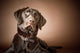 Chocolate Labrador Retriever Wall Mural