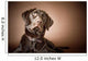 Chocolate Labrador Retriever Wall Mural