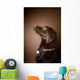 Chocolate Labrador Retriever Wall Mural