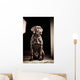 Chocolate Labrador Retriever Wall Mural