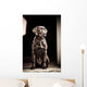 Chocolate Labrador Retriever Wall Mural
