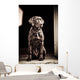 Chocolate Labrador Retriever Wall Mural