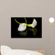 Beautiful White Calla Lilly Wall Mural