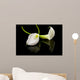beautiful white Calla lilly over black background Wall Mural