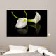 beautiful white Calla lilly over black background Wall Mural