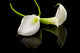 beautiful white Calla lilly over black background Wall Mural