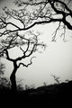 Low Angle View Of Eerie Tree Silhouettes Wall Mural