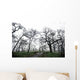 Low Angle View Of Eerie Tree Silhouettes Wall Mural