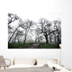Low Angle View Of Eerie Tree Silhouettes Wall Mural