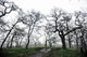 Low Angle View Of Eerie Tree Silhouettes Wall Mural
