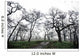 Low Angle View Of Eerie Tree Silhouettes Wall Mural