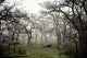 Eerie Fog Shrouded Park Wall Mural