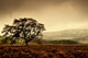 Lone Tree In Field Wall Mural