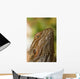 Bearded Dragon Lizard Wall Mural