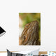 Bearded Dragon Lizard Wall Mural