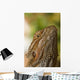Bearded Dragon Lizard Wall Mural