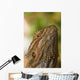 Bearded Dragon Lizard Wall Mural
