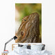 Bearded Dragon Lizard Wall Mural