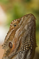 Bearded Dragon Lizard Wall Mural