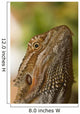 Bearded Dragon Lizard Wall Mural