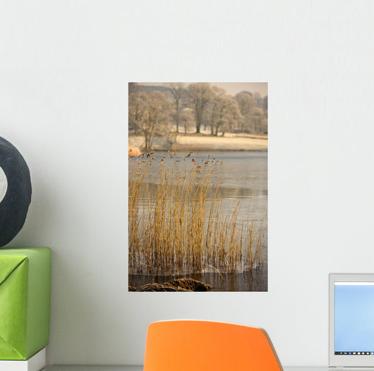 Frozen Water Around Reeds At Shoreline Wall Mural