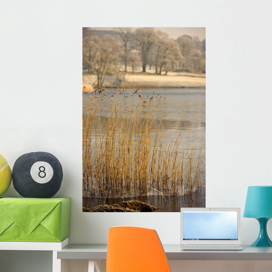 Frozen Water Around Reeds At Shoreline Wall Mural