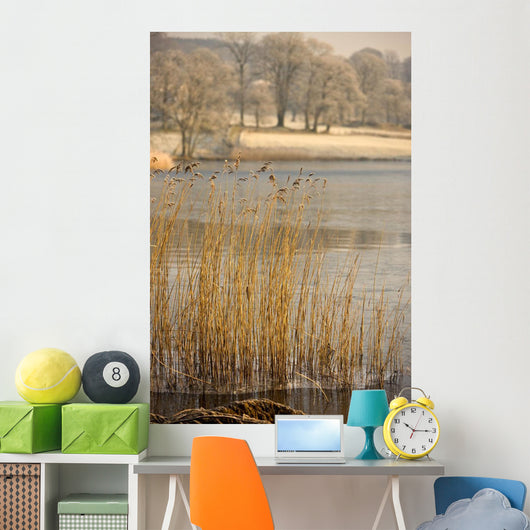 Frozen Water Around Reeds At Shoreline Wall Mural
