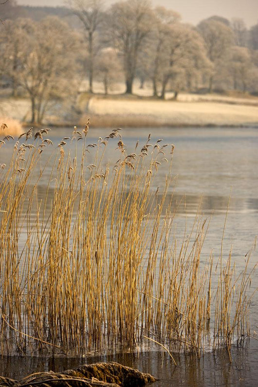 Frozen Water Around Reeds At Shoreline Wall Mural