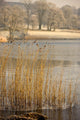 Frozen Water Around Reeds At Shoreline Wall Mural