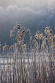 Frozen Reeds At The Shore Of A Lake, Cumbria, England Wall Mural