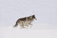 Wolf Running In The Snow Wall Mural