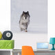 Wolf Running In The Snow Wall Mural