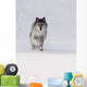 Wolf Running In The Snow Wall Mural