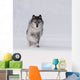 Wolf Running In The Snow Wall Mural