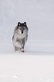 Wolf Running In The Snow Wall Mural