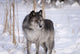 Wolf In The Snow Wall Mural