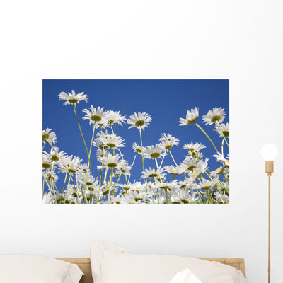 Daisies Wall Mural shown on a wall