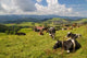 Cow Pasture Wall Decal