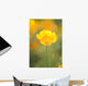 Yellow Poppy Flower, Mount Hood, Oregon, Usa Wall Mural