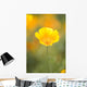 Yellow Poppy Flower, Mount Hood, Oregon, Usa Wall Mural