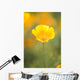 Yellow Poppy Flower, Mount Hood, Oregon, Usa Wall Mural