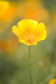 Yellow Poppy Flower, Mount Hood, Oregon, Usa Wall Mural