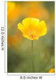 Yellow Poppy Flower, Mount Hood, Oregon, Usa Wall Mural