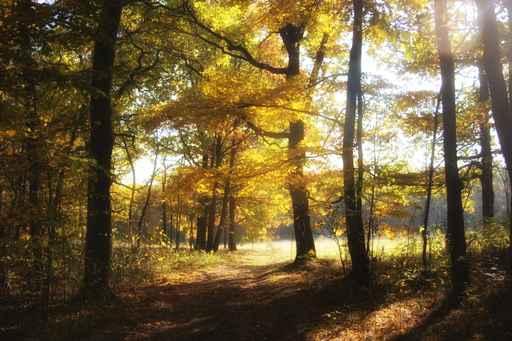 Autumn Forest Wall Decal Design 3