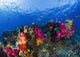 Soft Corals On Shallow Reef, Fiji Wall Mural