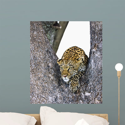 Leopard Wall Decal shown on a wall