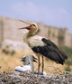 White Stork Wall Mural