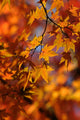 Maple