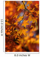 Maple